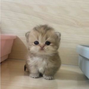 Meet your Posher, Lil